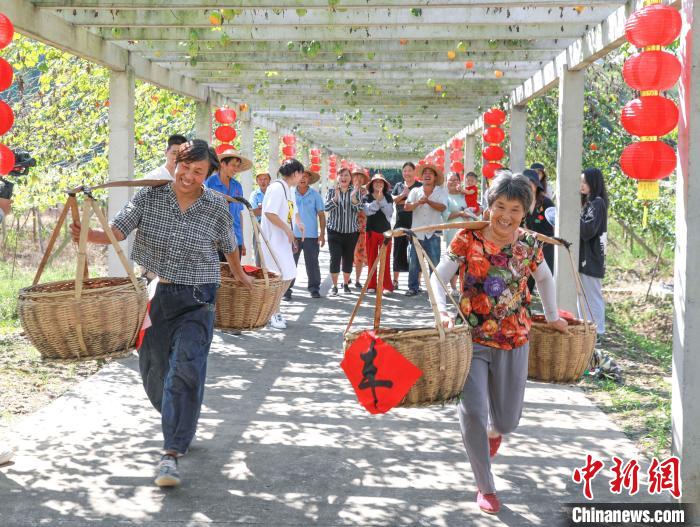 浙江共富观察:一粒小吊瓜如何东西“一藤牵”?