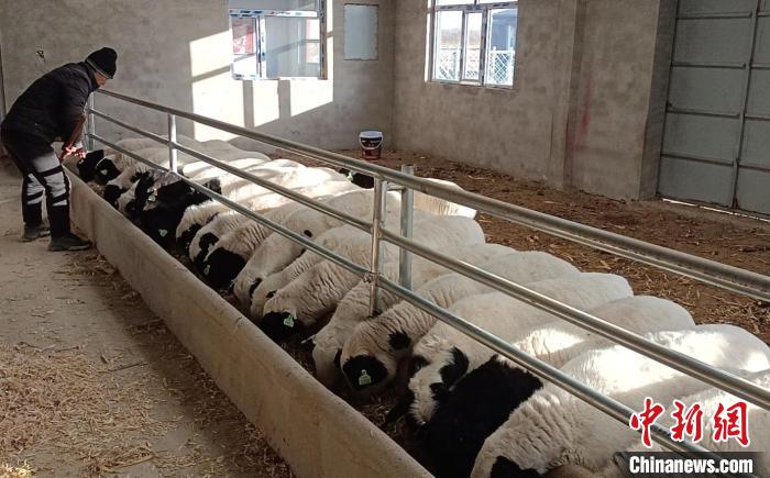 图为养殖户正在为羊添加草料。　李宁 摄