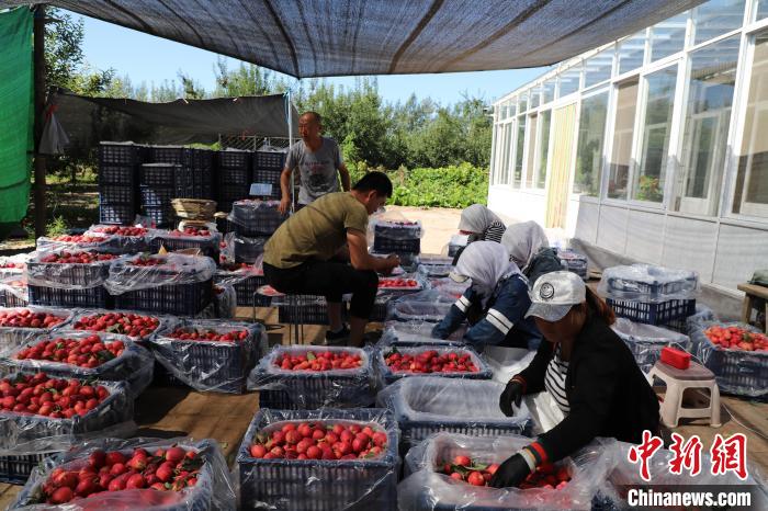 资料图。图为鸡心果收购现场。　胡建华 摄