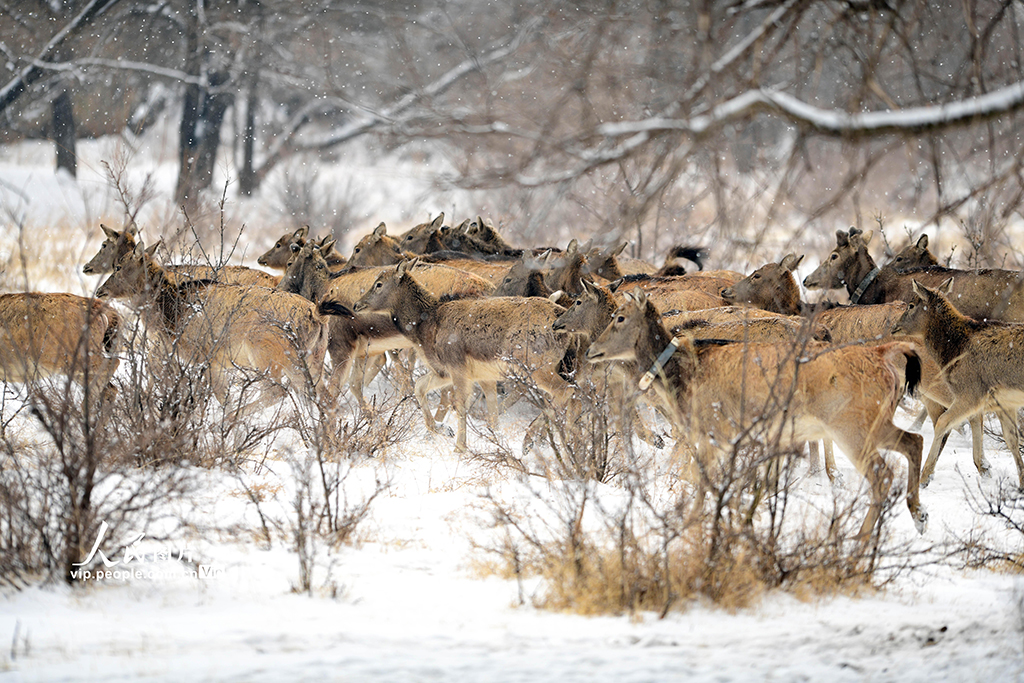 春雪伴麋鹿【2】