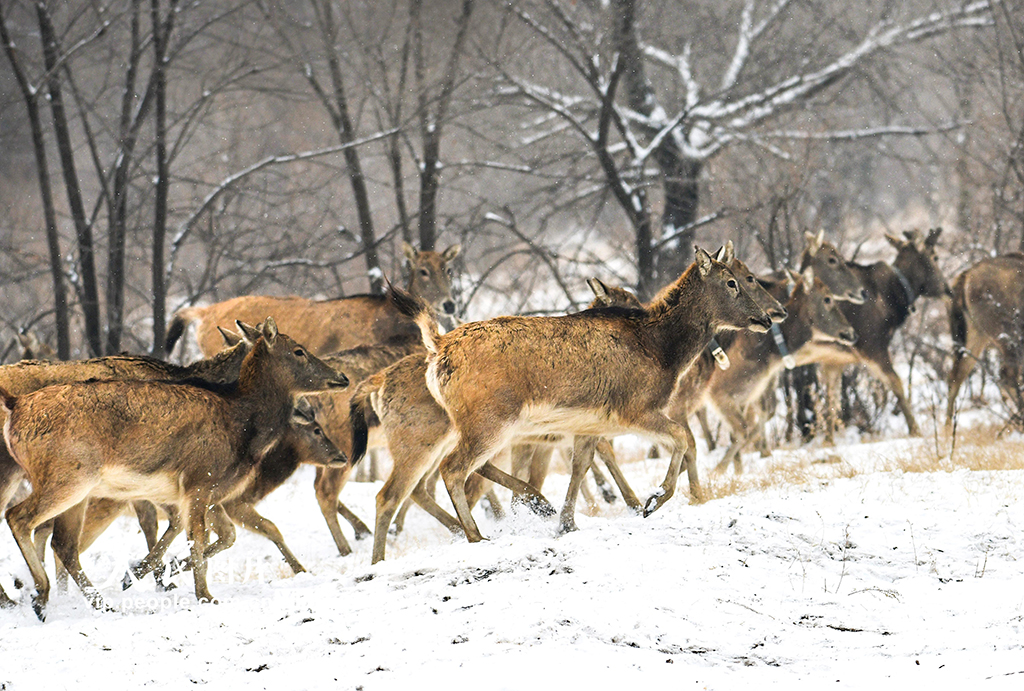 春雪伴麋鹿【3】