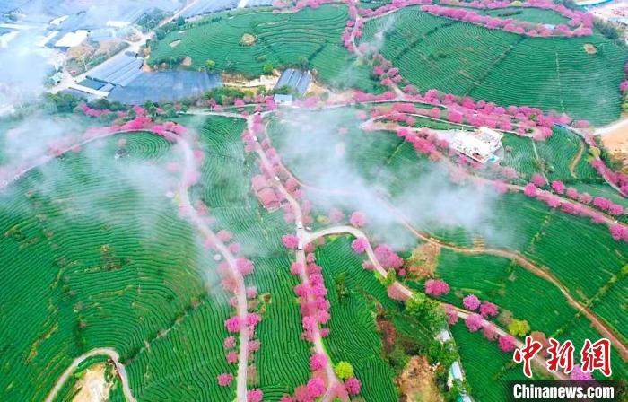 樱花沿着茶山的小道竞相开放,仿佛一条条缠绕在山间的彩带。 龙岩市融媒体中心供图 樱花沿着茶山的小道竞相开放,仿佛一条条缠绕在山间的彩带。 龙岩市融媒体中心供图