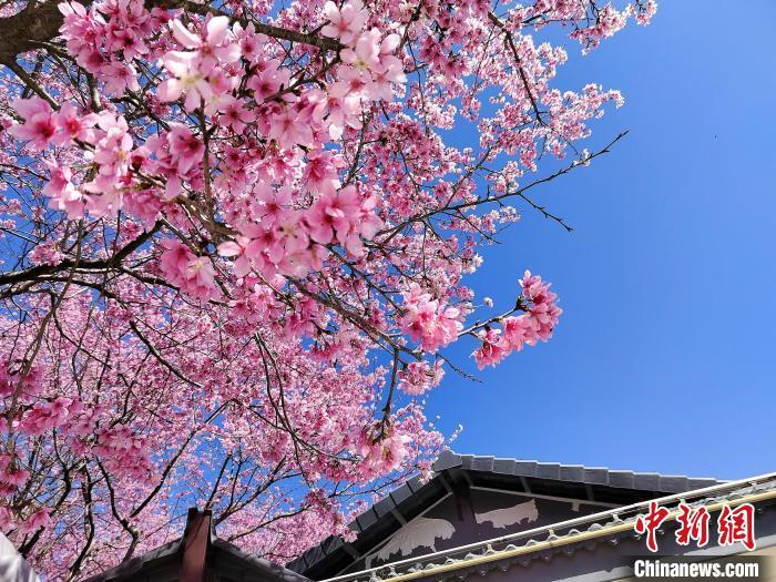 永福樱花茶旅景区的上万株樱花竞相绽放,美不胜收。 龙岩市融媒体中心供图 永福樱花茶旅景区的上万株樱花竞相绽放,美不胜收。 龙岩市融媒体中心供图