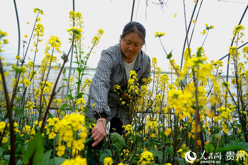 村民在保温大棚里查看蔬菜的生长状态。人民网 阳茜摄