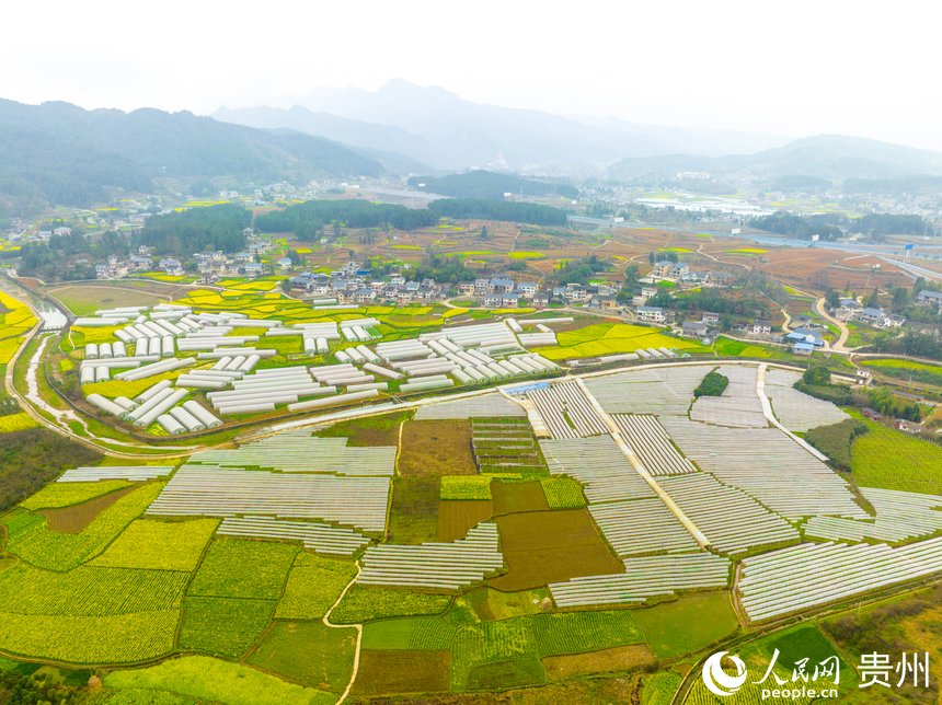 排列整齐的蔬菜大棚与盛放的油菜花十分养眼。人民网 阳茜摄