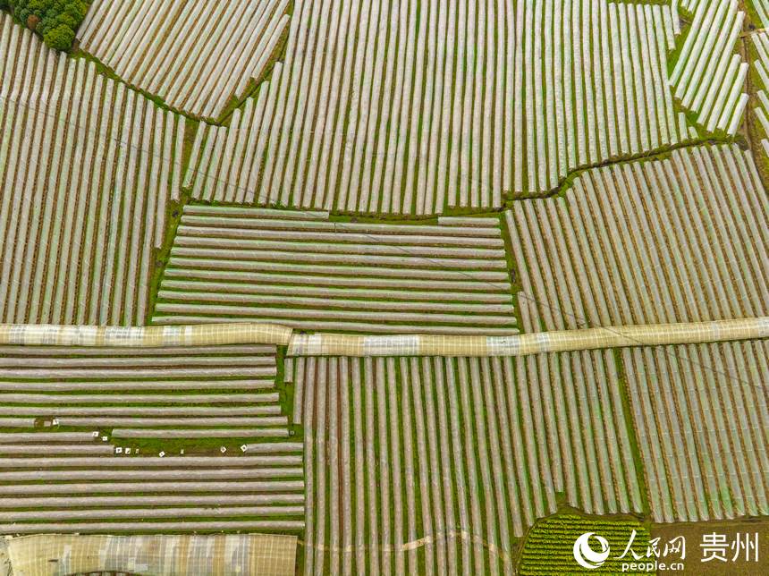银江村蔬菜大棚基地。人民网 阳茜摄