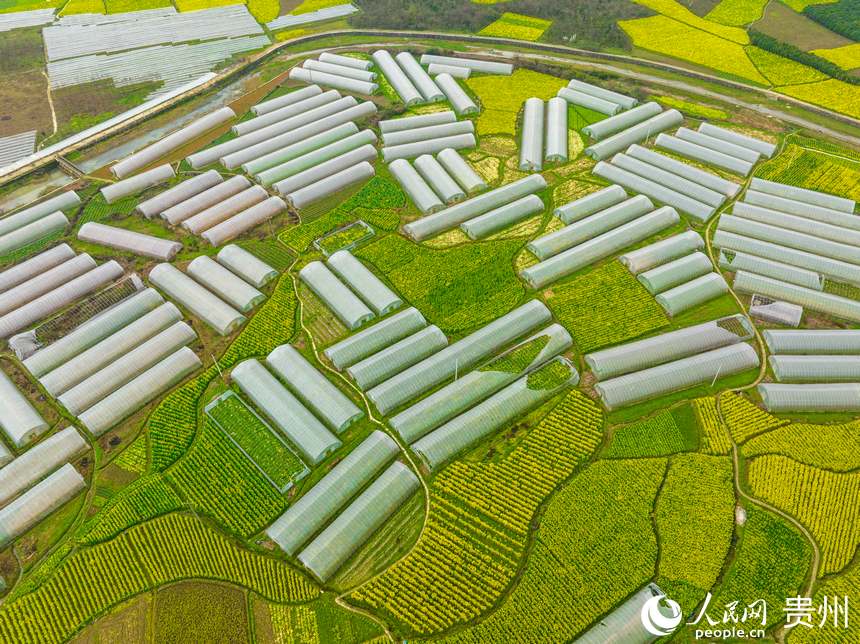 银江蔬菜基地种植的果蔬品种共有30余种。人民网 阳茜摄