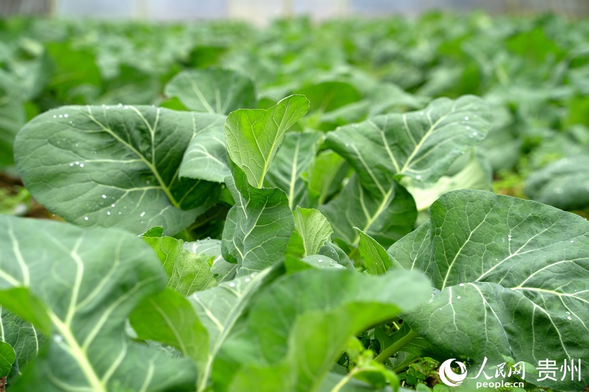 长势喜人的花菜已进入成熟期。人民网 阳茜摄