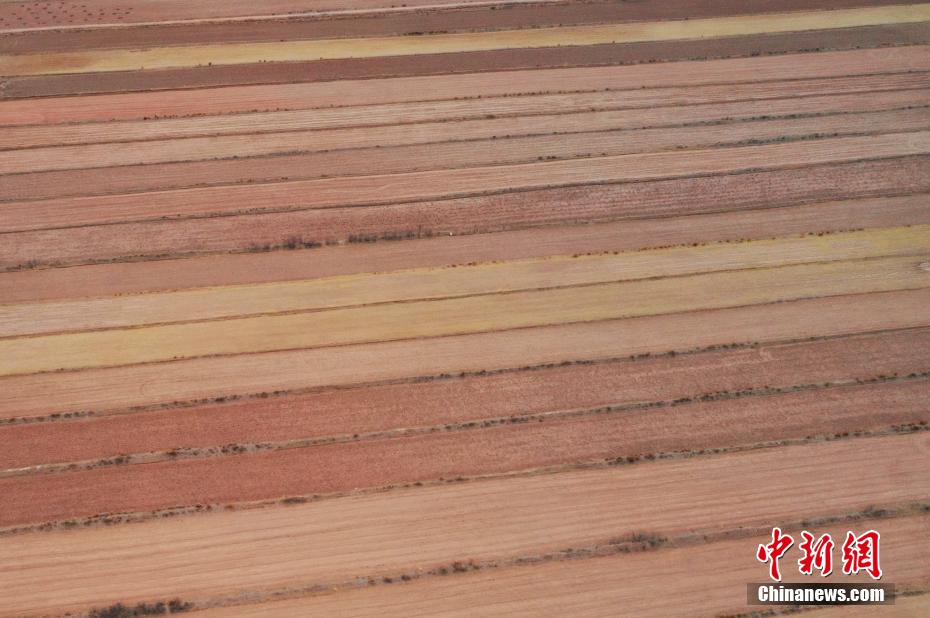 俯瞰“柴达木粮仓”田间地头美如油画