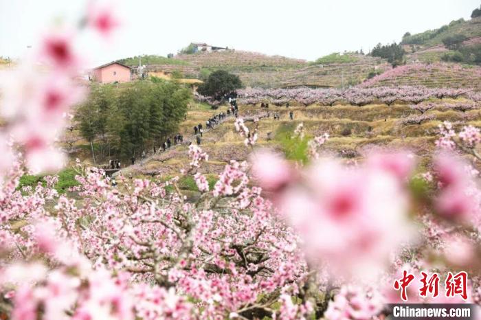桃花如雪如霞，遍布山间。　蒋炜煌 摄