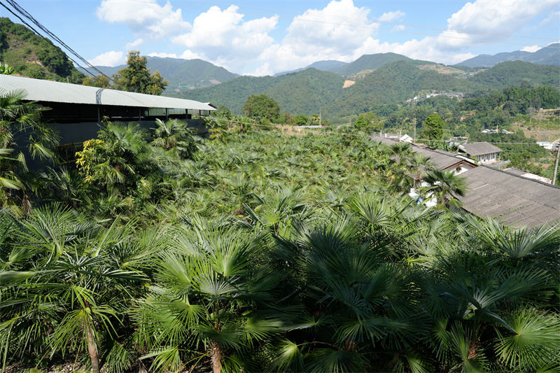镇沅山区里的棕榈树。 吴佳俊 摄