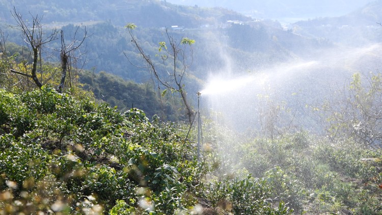 茶园里面的自动供水系统。青川县融媒体中心供图
