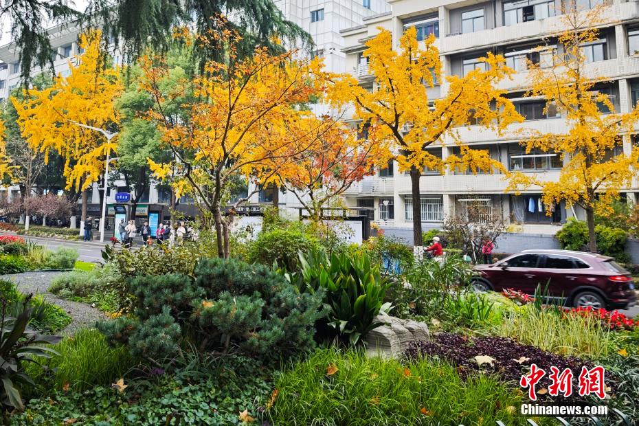 南京街头银杏披上“金甲”扮靓城市