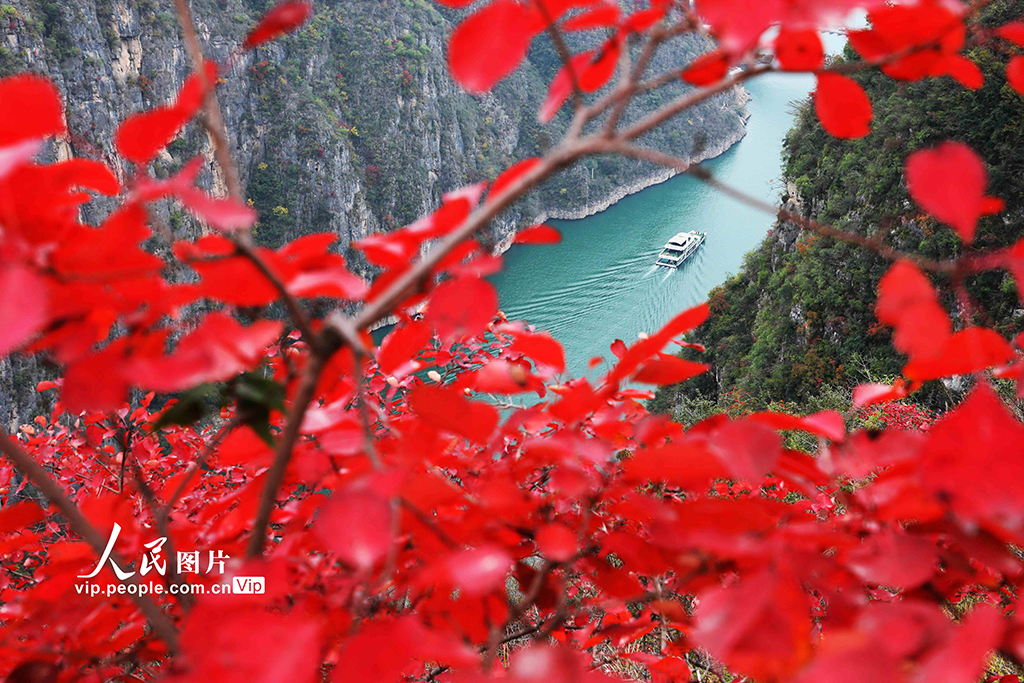 重庆巫山：红叶正艳【3】
