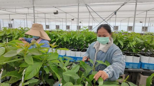 山海情深！长宁区与云南省红河县协作共建谱新篇