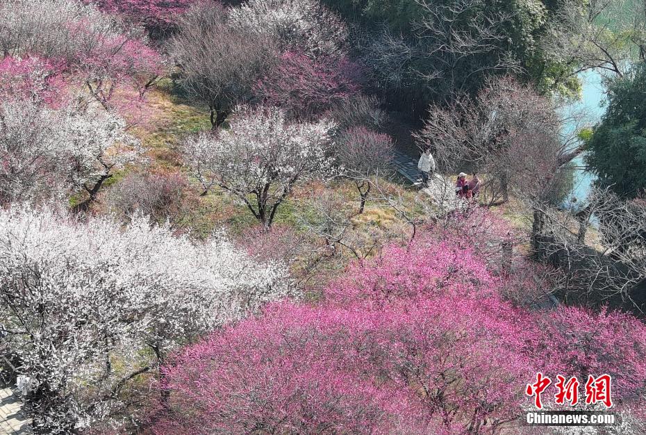 浙江杭州西溪百亩梅花开放 吸引游人“曲水寻梅”