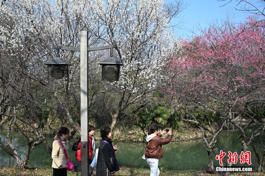 浙江杭州西溪百亩梅花开放 吸引游人“曲水寻梅”