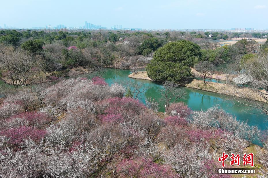 浙江杭州西溪百亩梅花开放 吸引游人“曲水寻梅”