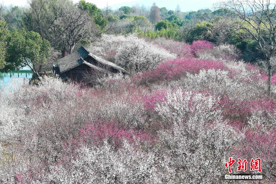 浙江杭州西溪百亩梅花开放 吸引游人“曲水寻梅”