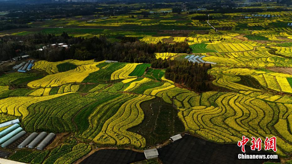 云南腾冲油菜花盛放吸引游客观光
