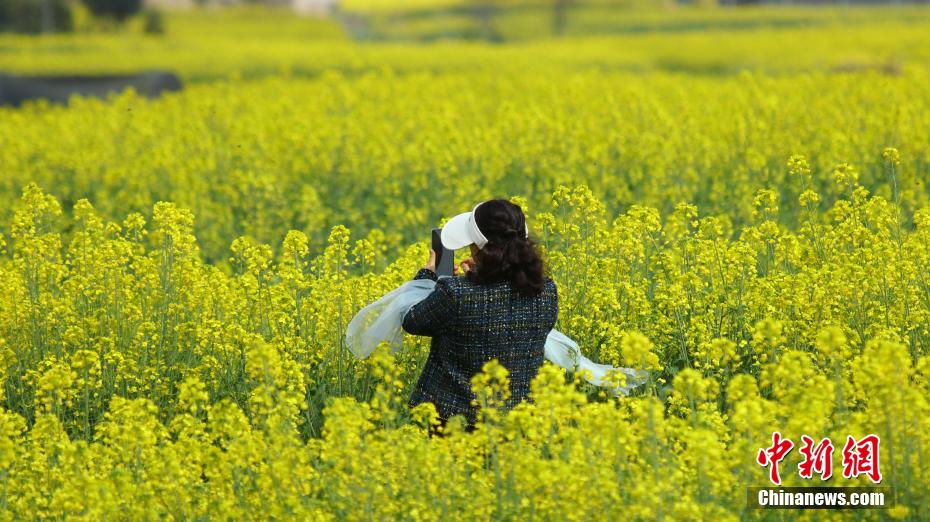 云南腾冲油菜花盛放吸引游客观光