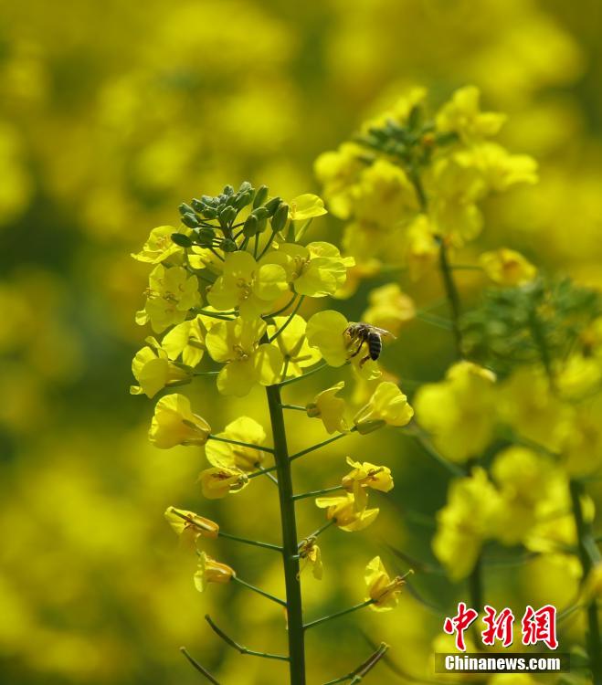 云南腾冲油菜花盛放吸引游客观光