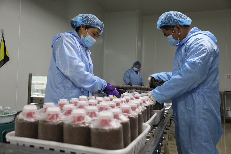 工人正在对菌棒进行外部清洁。