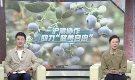 沪滇协作增收增产 昆明蓝莓大丰收