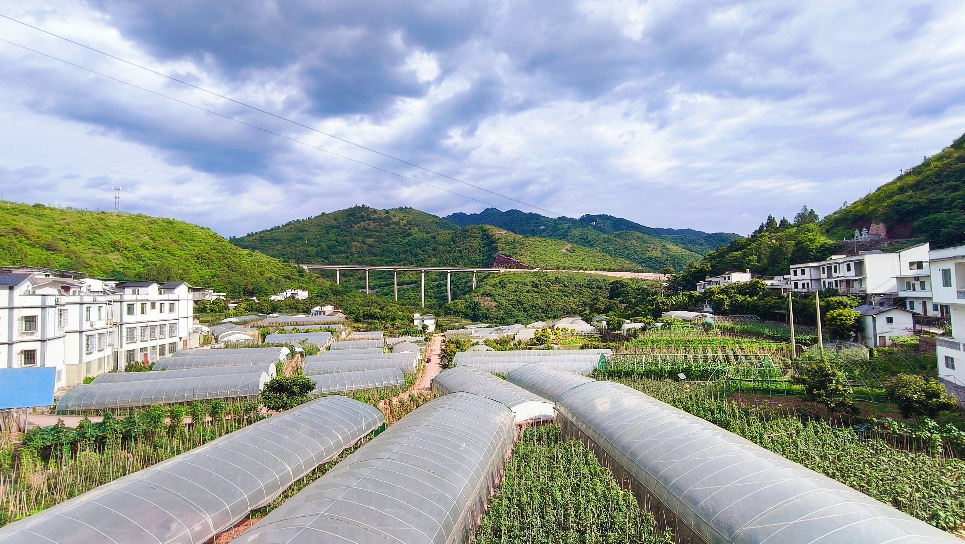 华润社区黄金湾蔬菜种植基地。王玺摄