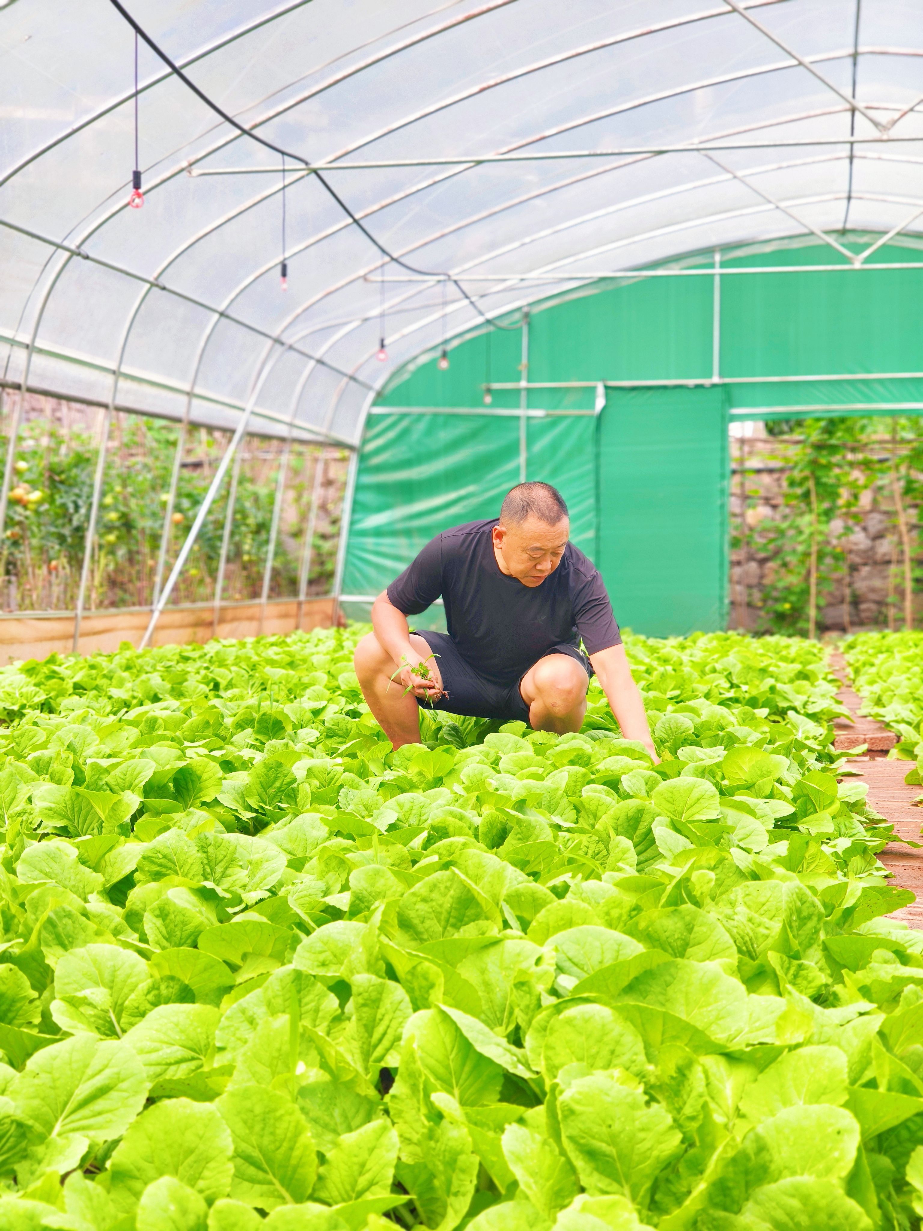 华润社区菜农袁明胜在基地为蔬菜进行管护。王玺摄