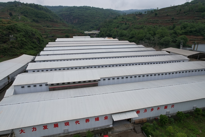 毕节盛园蛋业有限公司养殖基地。