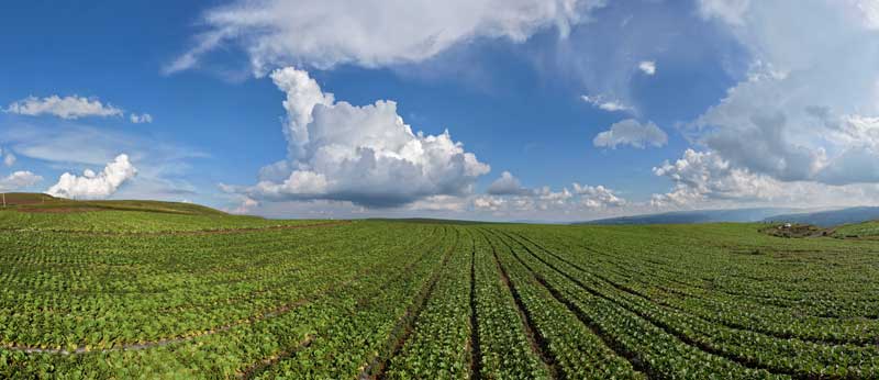伍寨乡白云村有机蔬菜种植基地--2025年7月30日摄