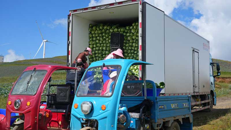 牛心甘蓝采收装车--2025年7月30日摄