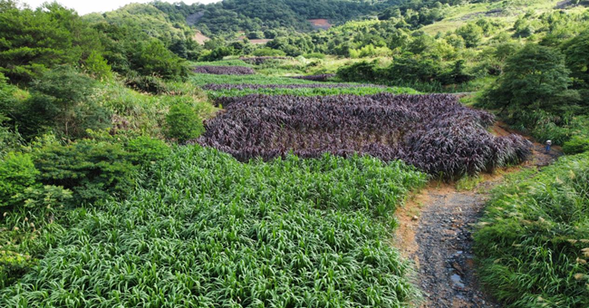 永定历史遗留矿山菌草修复示范点