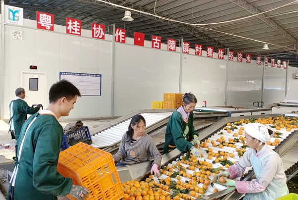 图为粤桂协作古障镇村集体经济水果出口车间工人选果现场。（西林县粤桂协作办供图）.jpg