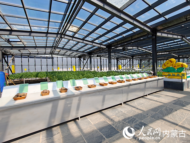 内蒙古中加农业生物科技有限公司培育的马铃薯品种。人民网记者 赵梦月摄