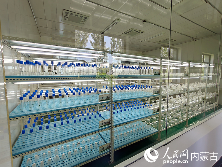 内蒙古中加农业生物科技有限公司的马铃薯常温种质资源库。人民网记者 赵梦月摄