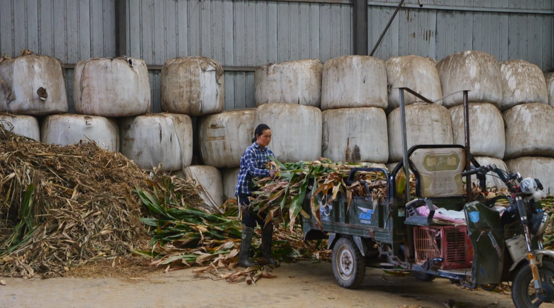 一根小秸秆“链”起多方共赢大产业。