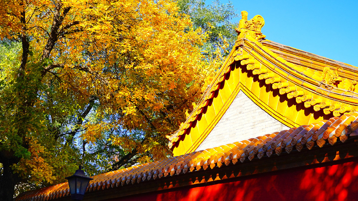 航拍金色莫尔道嘎 闯入北国童话之境