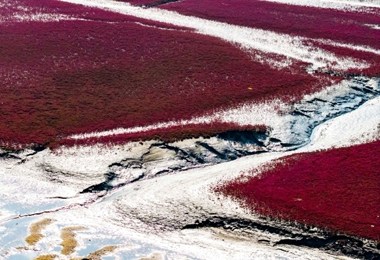 山东青岛：河海湿地披红装 深秋红海滩美如画
