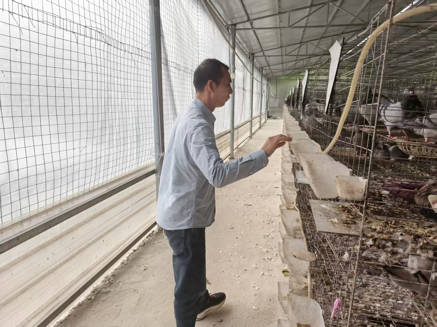 肉鸽养殖户谭朝敏在检查鸽舍。人民网记者 李栋摄