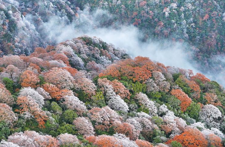 贵州梵净山：雾凇红叶斑斓如画