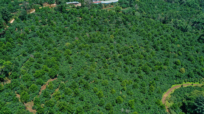 西盟县土壤硒含量丰富,在这样的生态环境中生长,澳洲坚果自然富集了硒这一人体必需的微量元素。刁弘智摄