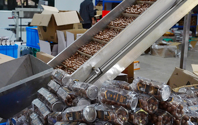 澳洲坚果加工。陈龙汝男摄