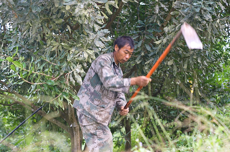 管护员的身影在林间穿梭,认真完成着精准施肥、科学修枝等管护工作。陈龙汝男摄