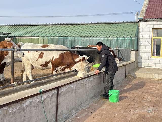 养殖户给牛添加菌酶协同发酵技术饲料。任若男摄