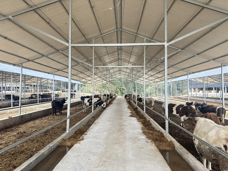 坝黄镇白果村现代化肉牛养殖基地。