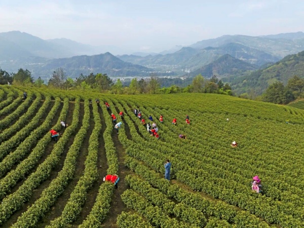 白茶产业。赵勇摄