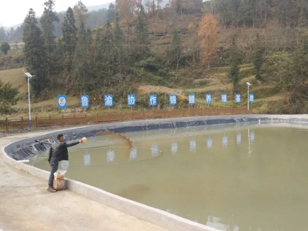 鲁渝协作锦鲤养殖基地。冉江陵摄