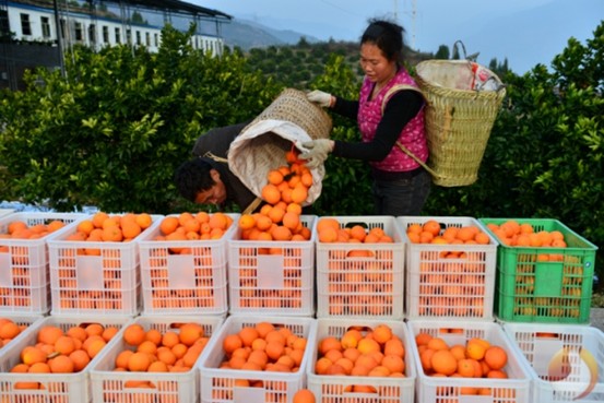 奉节脐橙丰收。奉节县融媒体中心供图